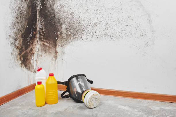 Best Toxic Mold Removal  in Jasmine Estates, FL