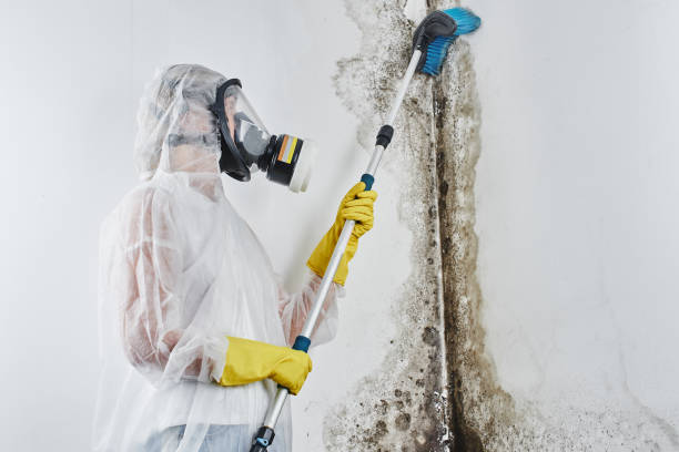 Best Same-Day Mold Removal  in Jasmine Estates, FL