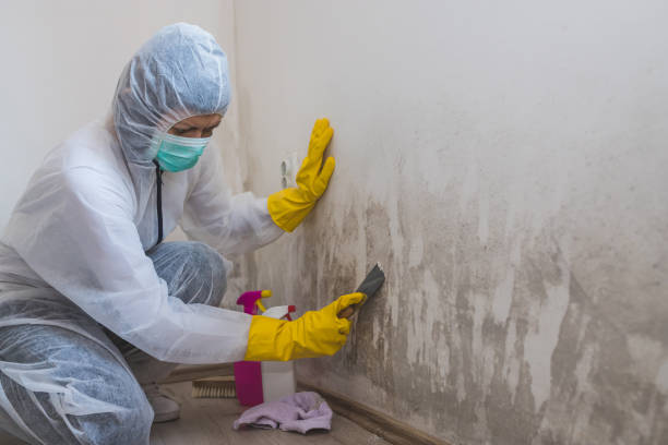 Best Office Mold Removal Services  in Jasmine Estates, FL