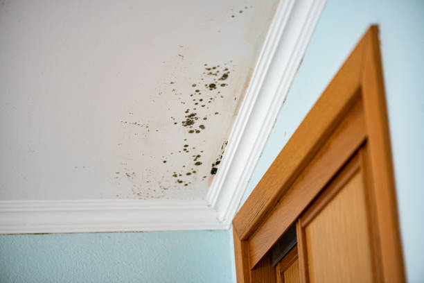 Best Commercial Mold Removal  in Jasmine Estates, FL