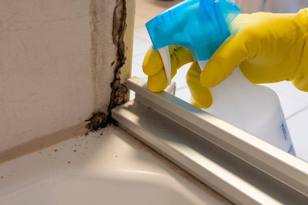 Best Commercial Mold Removal  in Jasmine Estates, FL