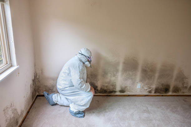 Best Local Mold Removal Service  in Jasmine Estates, FL