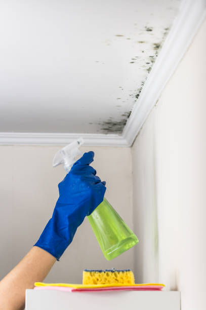 Best Mold Damage Repair  in Jasmine Estates, FL