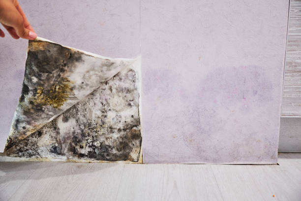 Best Mold Removal Specialists  in Jasmine Estates, FL